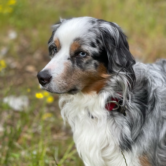 Meet your Posher, Tasha - Picture 6 of 16